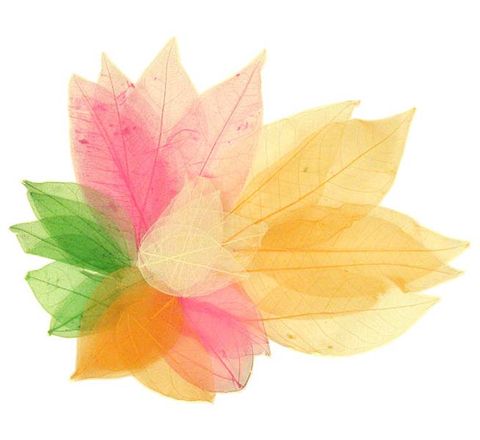 SKELETON LEAVES
