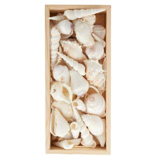 Seashells in Wooden Box 10x22cm White#