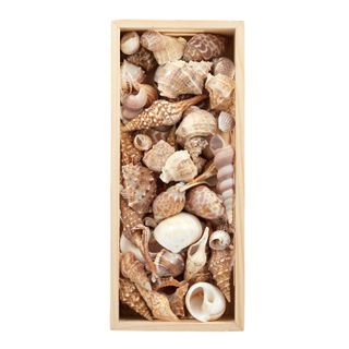 Seashells in Wooden Box 10x22cm Natural#