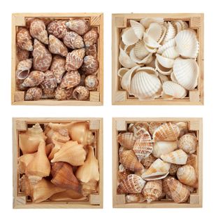 Seashells in Wood Box 13x13cm 4 Asst