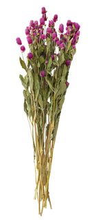 Globe Flowers Dried 50-65cm Wine#