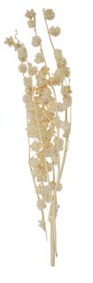 Lily Valley Preserved Bunch 60cm Ivory