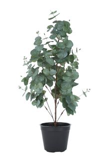 Eucalyptus 65cm in Black Pot 14.5x12cm#