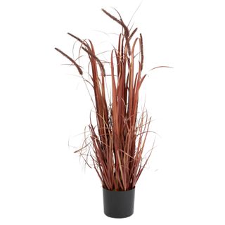Onion Grass w Red Tail 90cm in Pot#