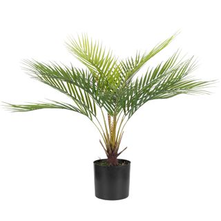 Palm Tree 53cm In Black Pot 13x12cm