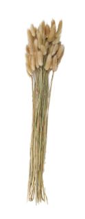 Lagurus Dried Bunch 60cm Natural