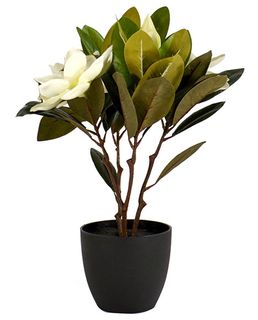 Magnolia 3 Flower in Pot 45cm White