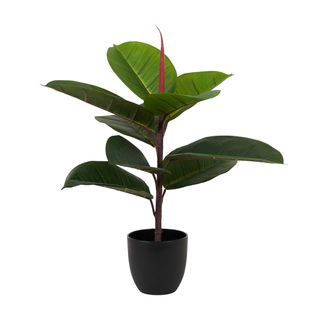 Rubber Tree Real Touch in Pot 58cm