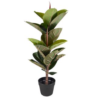 Rubber Tree Real Touch 2Head in Pot 80cm