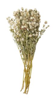 Globe Flowers Dried 50-65cm White