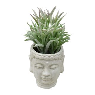 Succulent 18cm W/Buddha Pot 7.5x9.5cm#