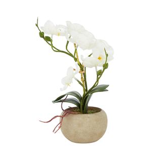 Orchid 26cm in Natural Pot 9x6cm White