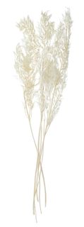 Ruscus Leaves Preserved 50cm Ivory