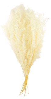 Asparagus Bundle Preserved 50cm White