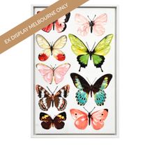 Papillon Enhanced Canvas Print