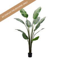 Strelitzia Artificial Tree -180cm - OUTLET VIC