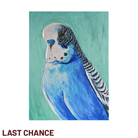 Blue Budgie Enhanced Canvas Print
