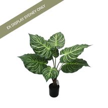 Zebra Faux Plant - OUTLET NSW