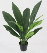 Aspidistra Faux Plant 60cm - OUTLET NSW
