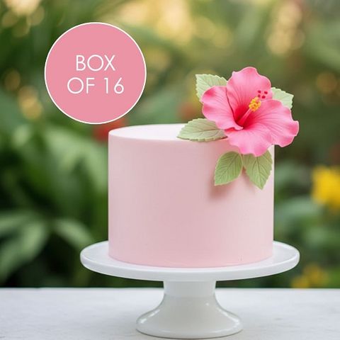 HIBISCUS PINK MEDIUM | BOX OF 16