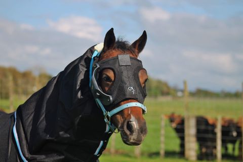 equilume pony mask