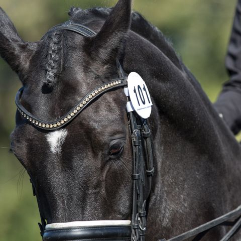 Bridle Competition Numbers