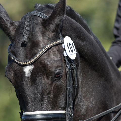 Bridle Competition Numbers