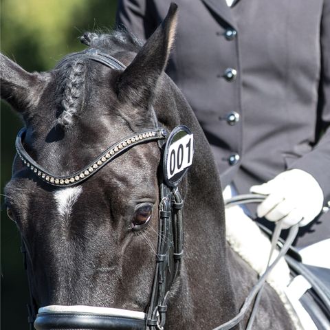 bridle competition numbers