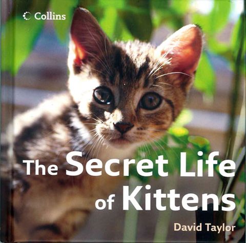 The Secret Life of Kittens