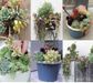 Succulents Made Easy