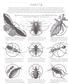 Illumibugs