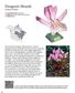 Origami Orchids Kit