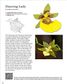 Origami Orchids Kit