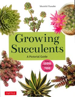 Growing Succulents