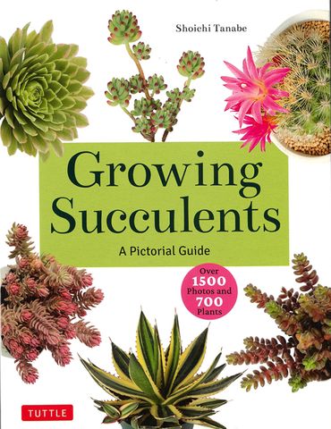 Growing Succulents