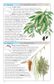 Cronin's Key Guide to Australian Trees