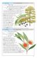 Cronin's Key Guide to Australian Trees
