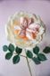 Crafting Paper Flowers