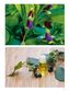 Plants with Superpowers