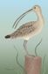 The Folklore of Birds