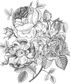The Language of Flowers Coloring Book