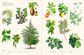 The Secret Language of Plants
