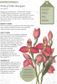 The Kew Gardener's Guide to Growing Orchids