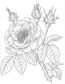 Peonies, Poppies & Petals Coloring Book