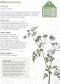 The Kew Gardener's Guide to Growing Herbs
