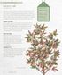 The Kew Gardener's Guide to Growing Trees