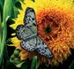 Beautiful Butterflies