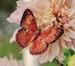 Beautiful Butterflies