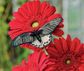 Beautiful Butterflies