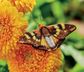 Beautiful Butterflies